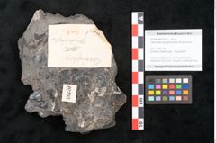 Foto (Objekt + Etikett) von Taeniopteris pseudosimplex Ettingshausen (NHMW-GEO-2024-0188-10293)